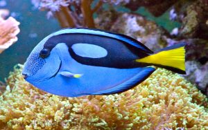 Aplicativos para detectar peixes pelo celular